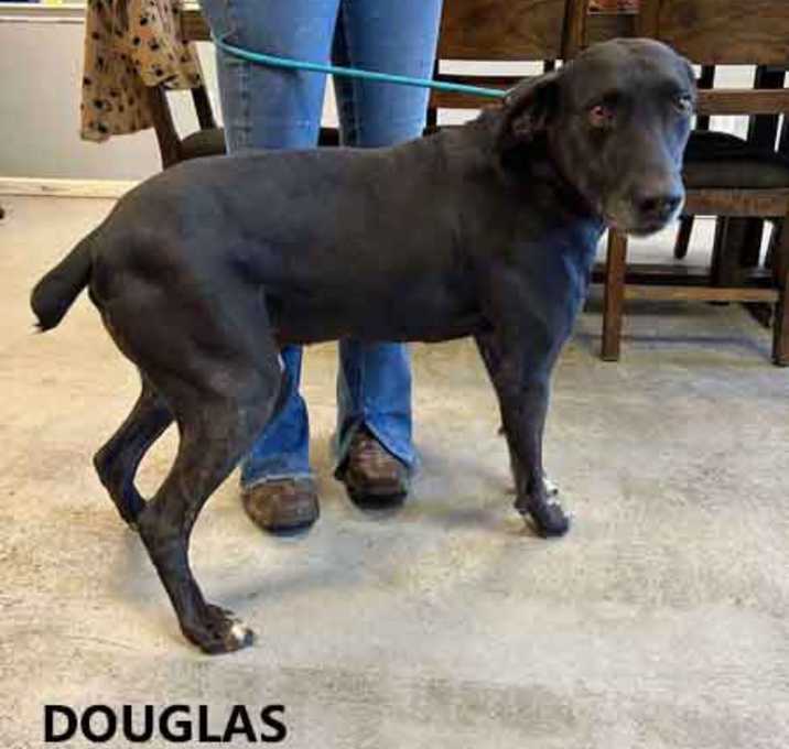 Photo of Douglas