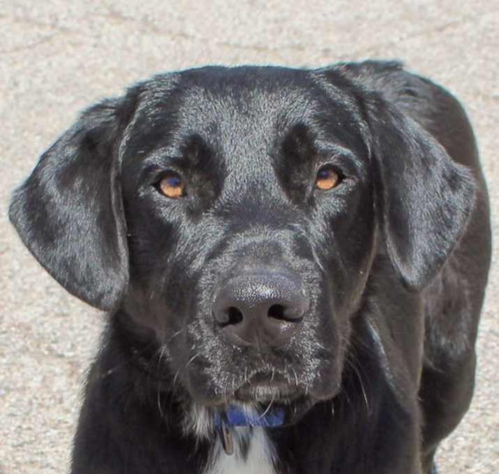 Photo of Beauregard