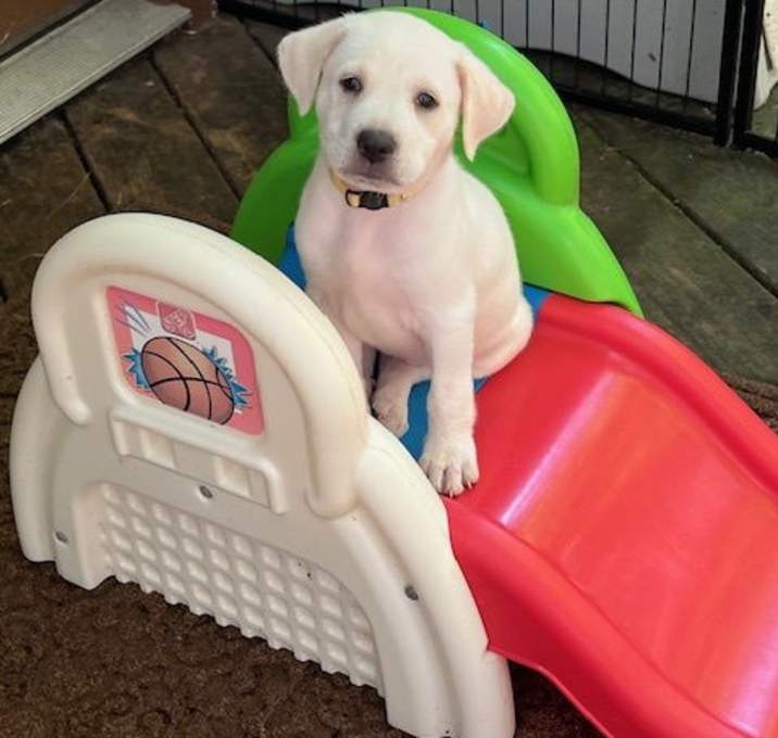 Photo of Marshmallow