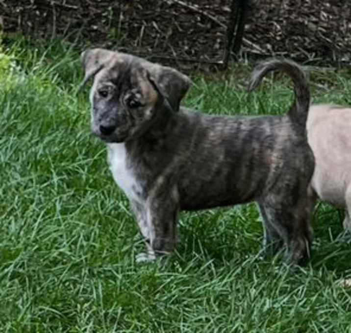 Photo of Daisy