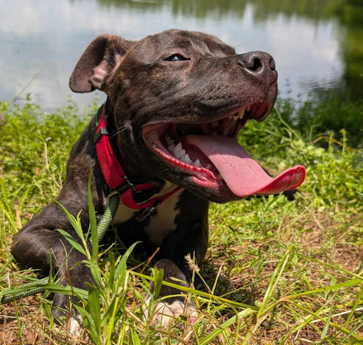 Photo of Samson 27364