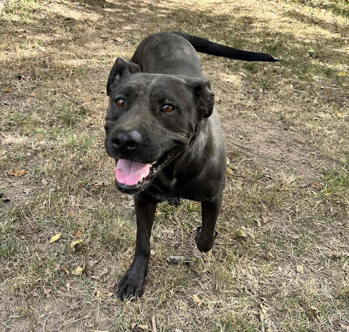 Photo of Midnight