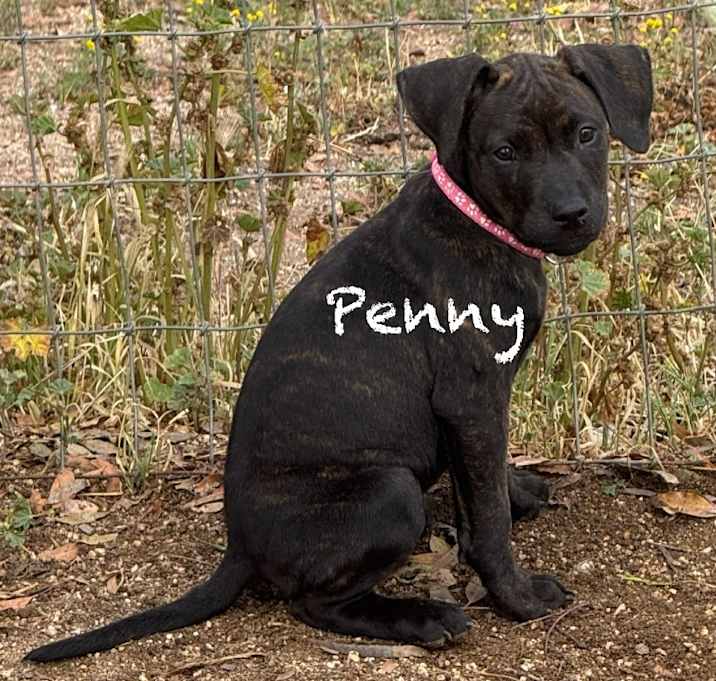 Photo of Penny (CORAL COLLAR)