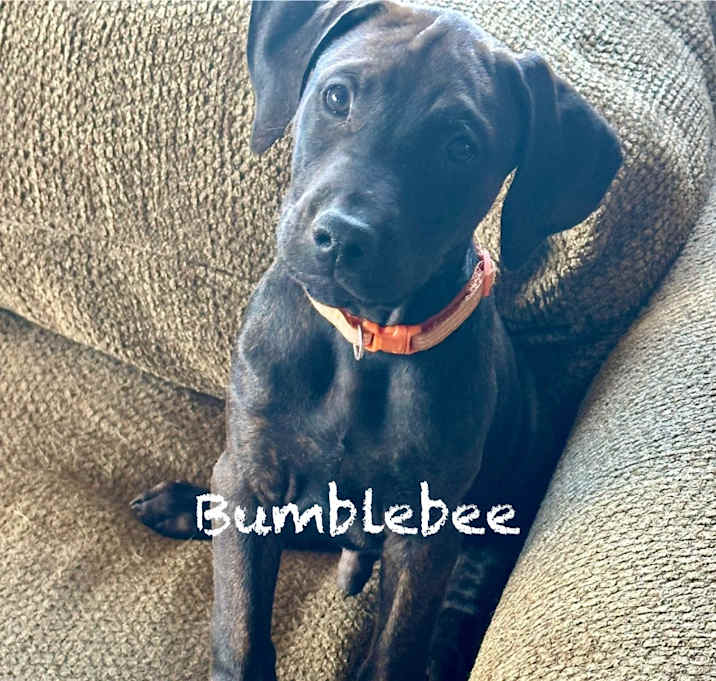Photo of Bumble Bee (orange check collar)