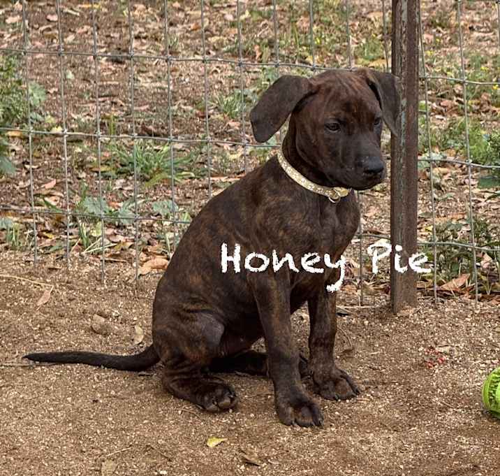 Photo of Honey Pie (YELLOW COLLAR)