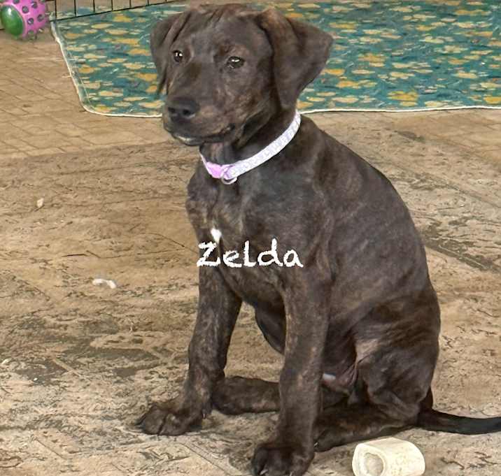Photo of Zelda (lilac Collar)