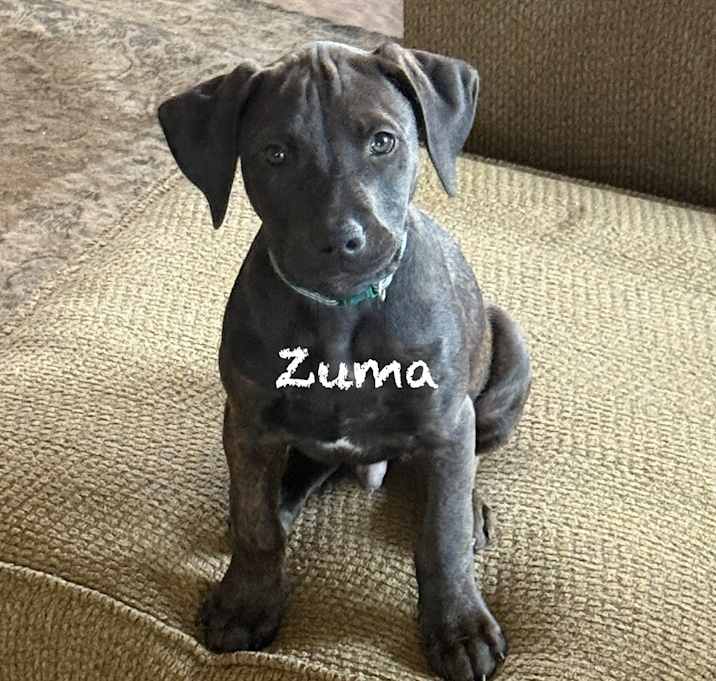 Photo of Zuma (green check collar)