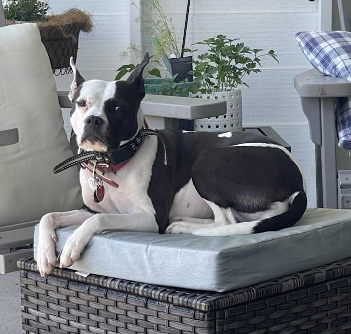 Photo of Daisy