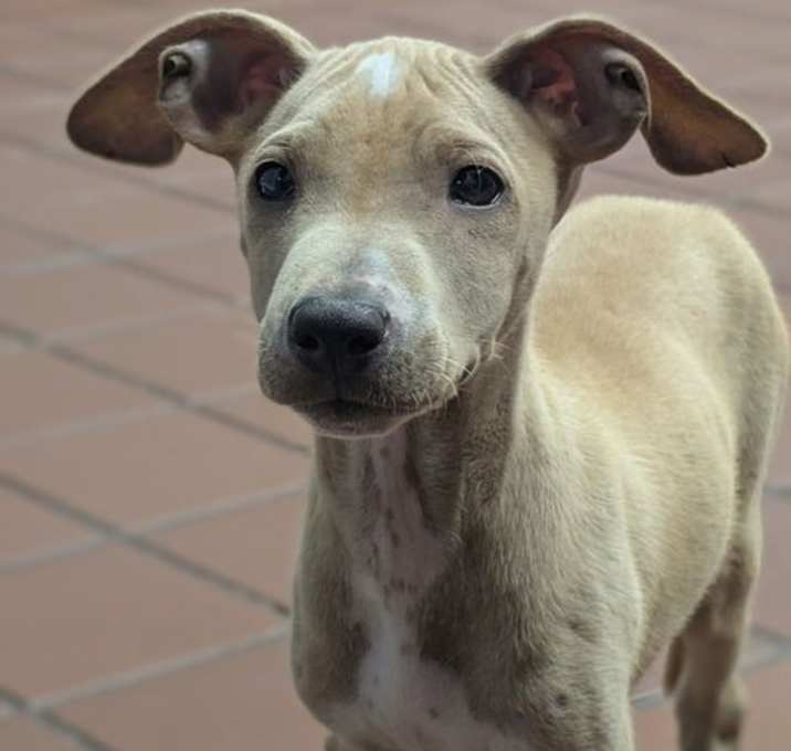 Photo of Coco