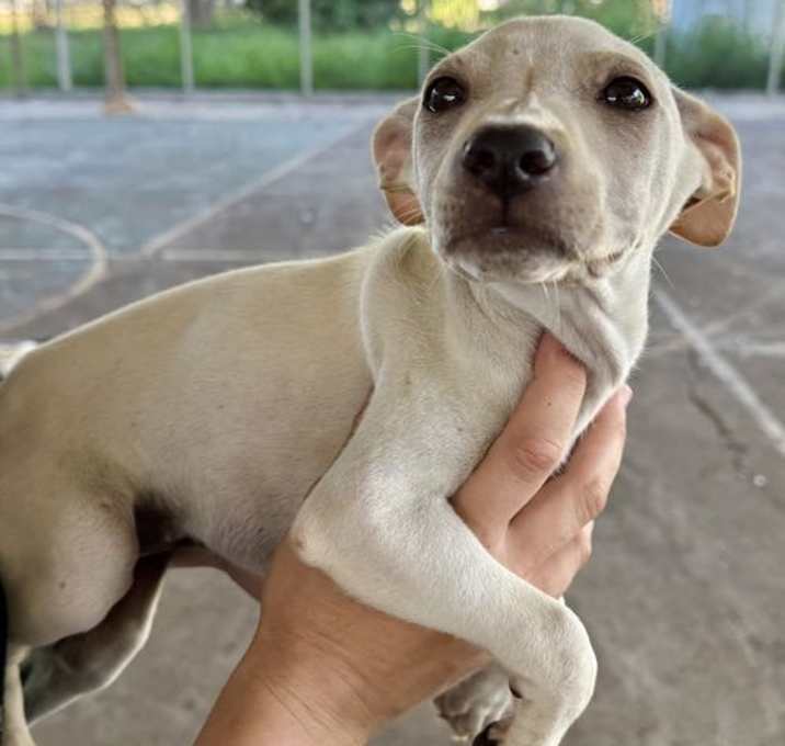 Photo of Lola