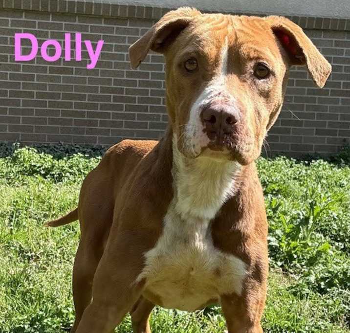 Photo of Dolly (4110 s Tennessee)