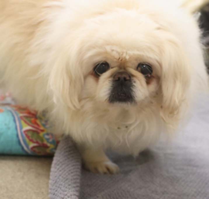 Photo of Benjie