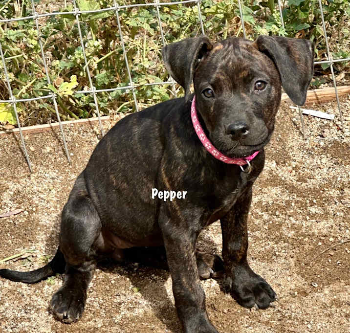 Photo of Pepper( hot pink collar)