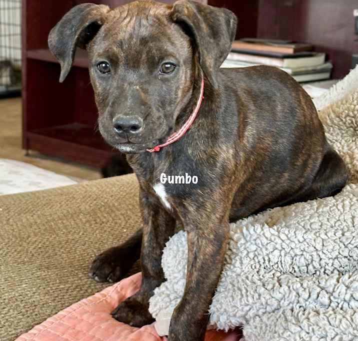 Photo of Gumbo (Red check collar)