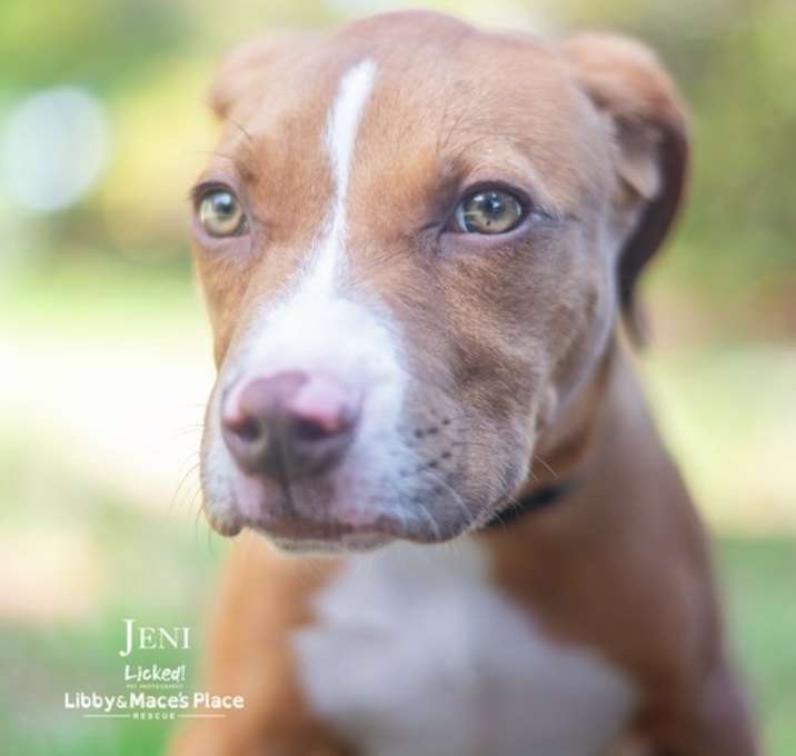 Photo of Jeni- Adoption fee sponsored