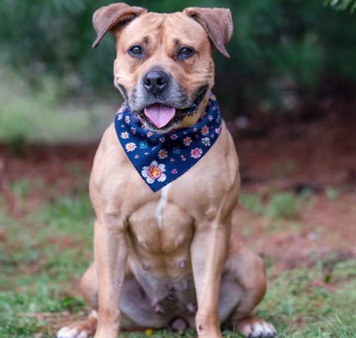 Photo of Boerbella