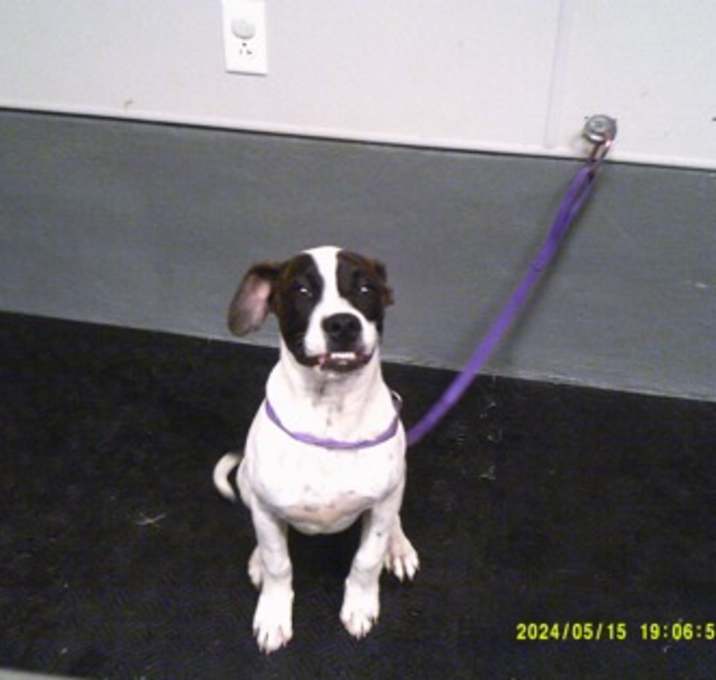 Photo of Archie