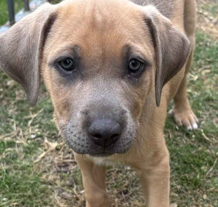 Photo of Thunder Butterscotch
