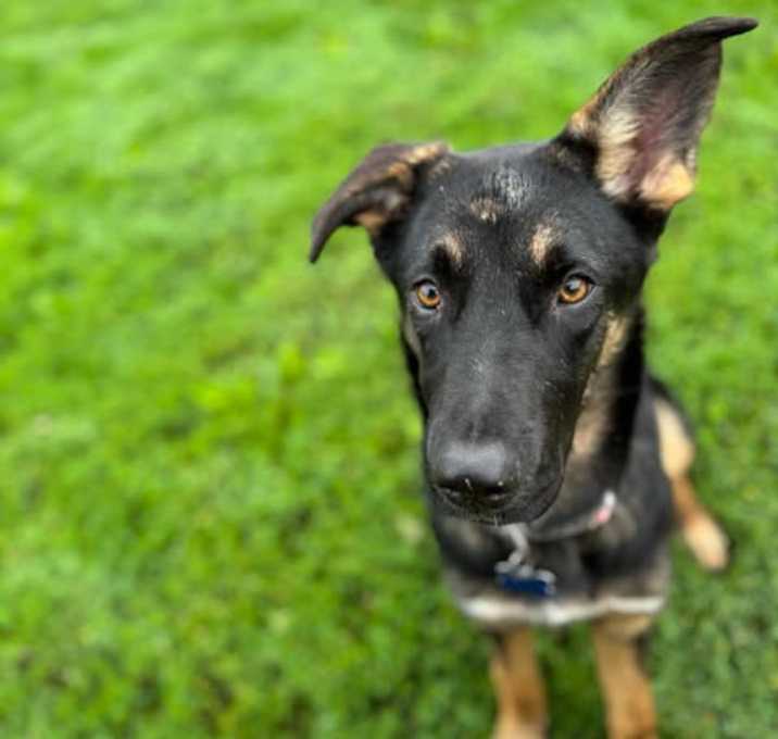 Photo of Yuna (5mo PUPPY)