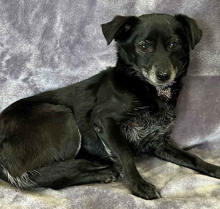 Photo of Pixie