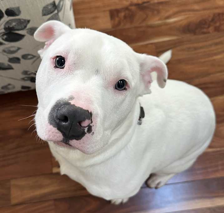 Photo of Duke