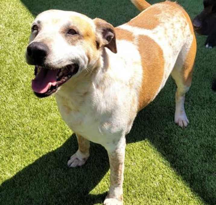 Photo of Rusty