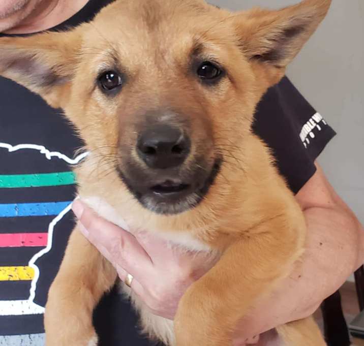 Photo of Ginger