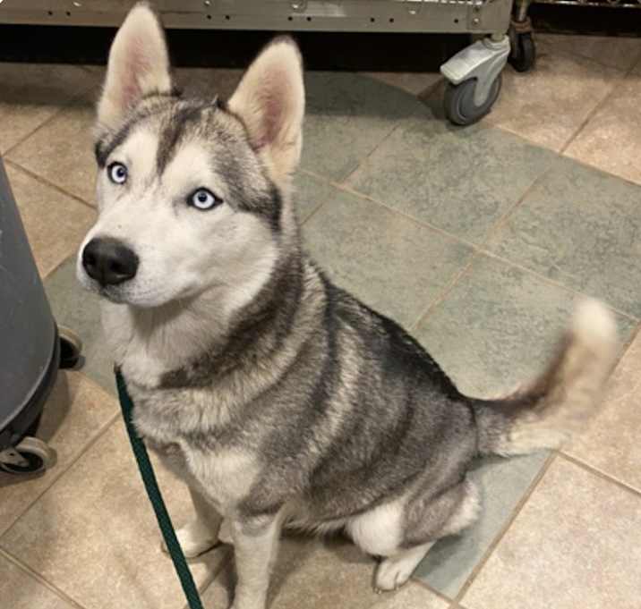 Photo of Elsa