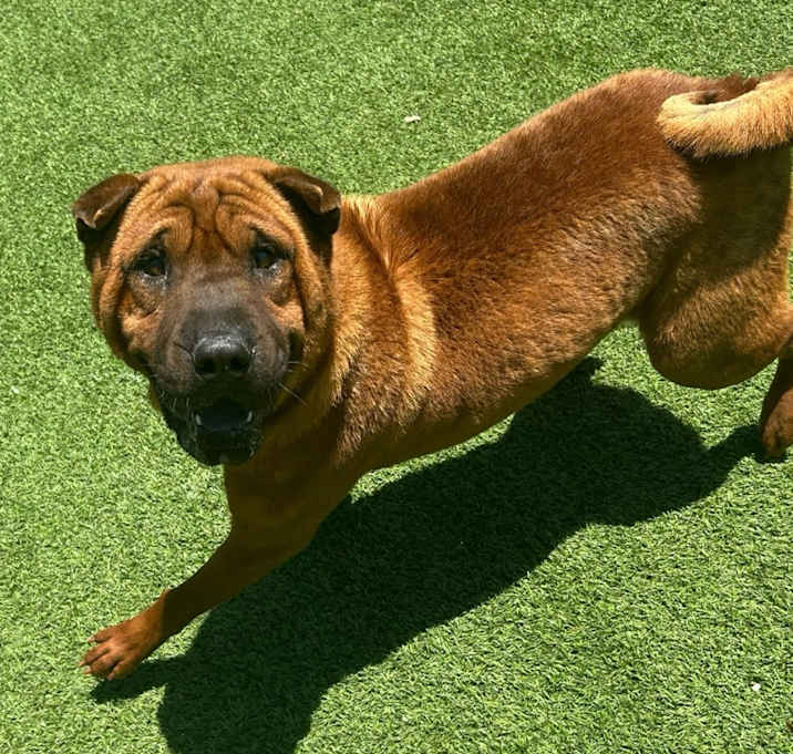 Photo of Bolt
