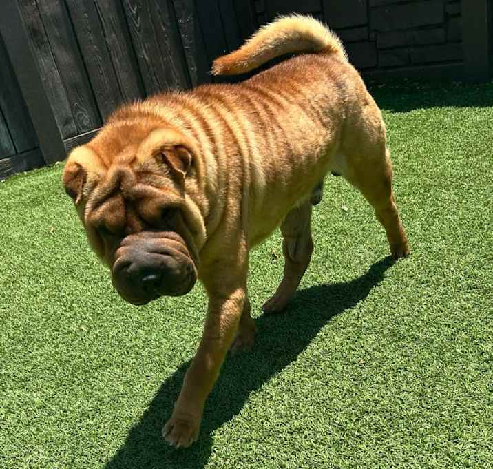 Photo of Winston 0677