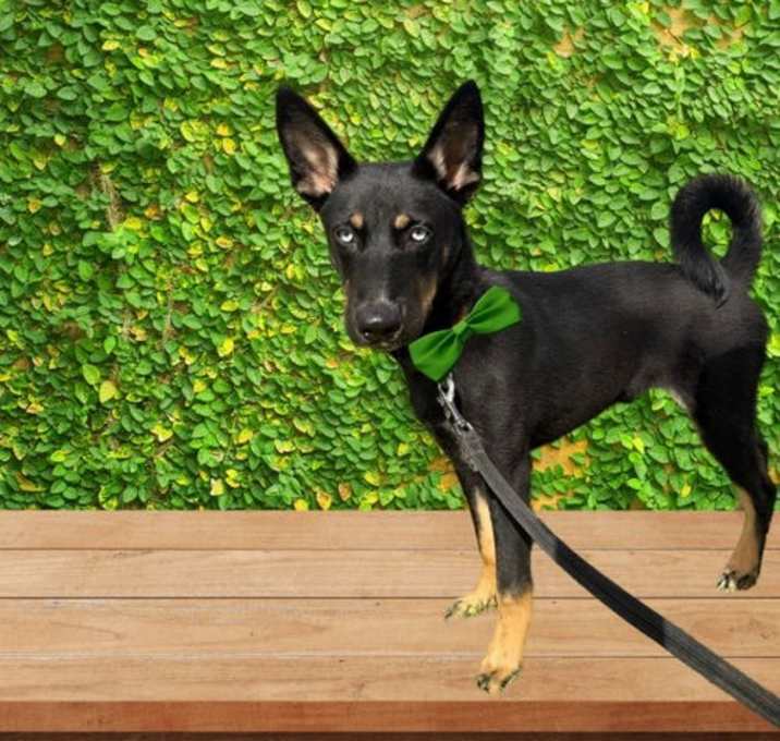Photo of Koa