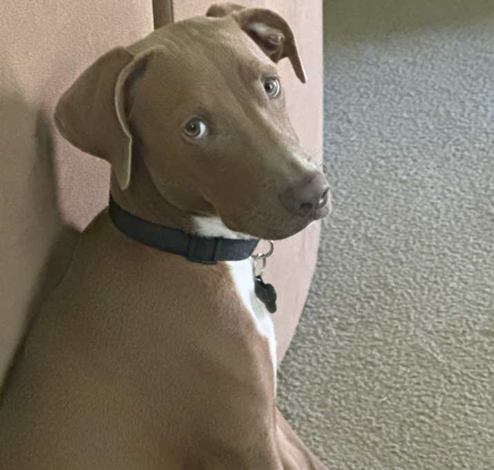 Photo of Apollo