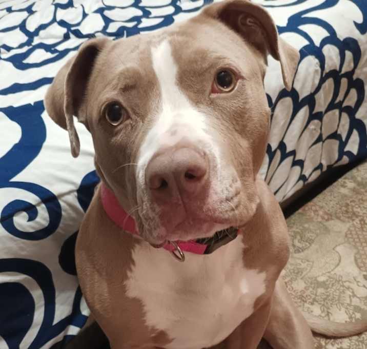 Photo of Koko