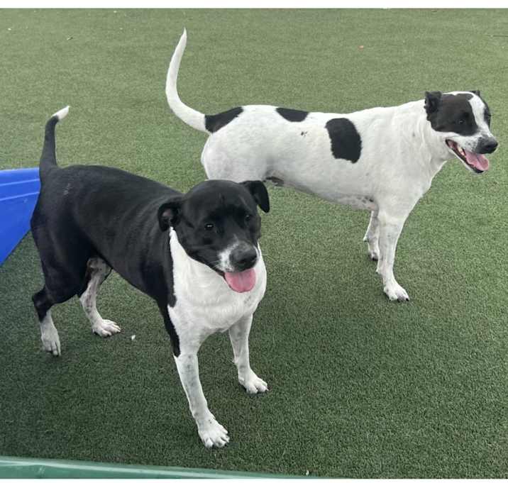 Photo of Plum and Sugar