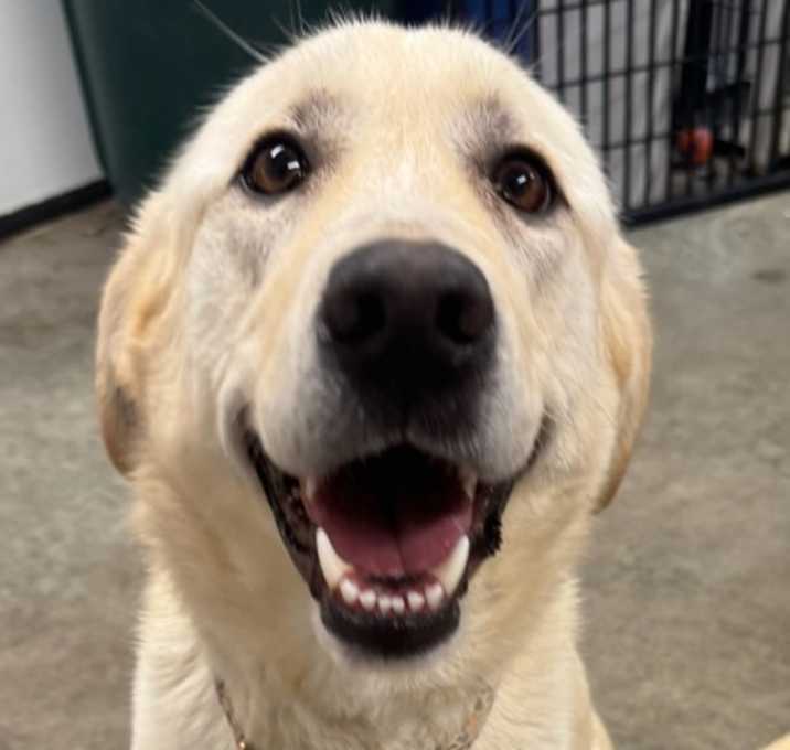 Photo of Honey