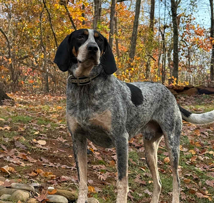 Photo of Lucky