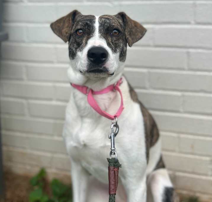 Photo of Brandy