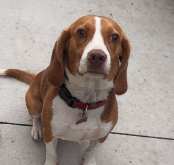 Photo of Sparky