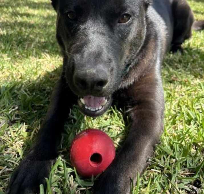 Photo of Hank
