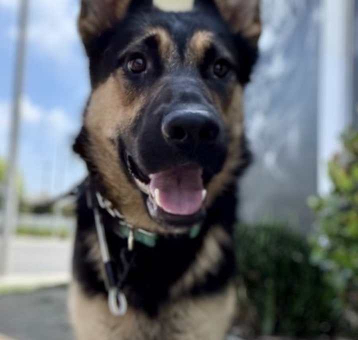 Photo of Sierra