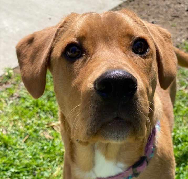 Photo of Basil