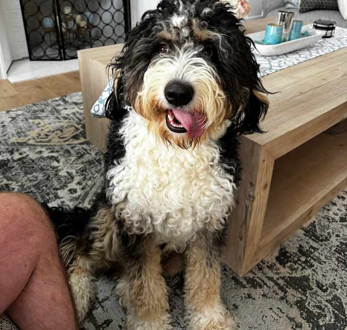 Photo of Kingsley