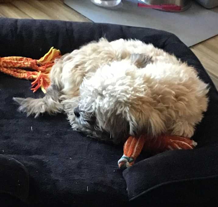 Photo of Bruno