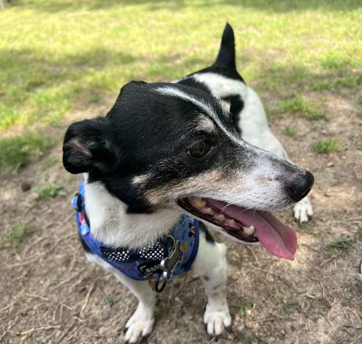 Photo of Buddy