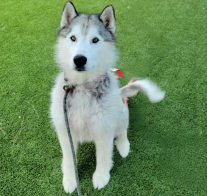 Photo of BRONCO