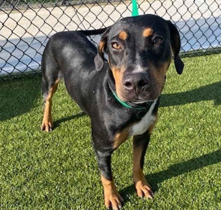 Photo of Koda
