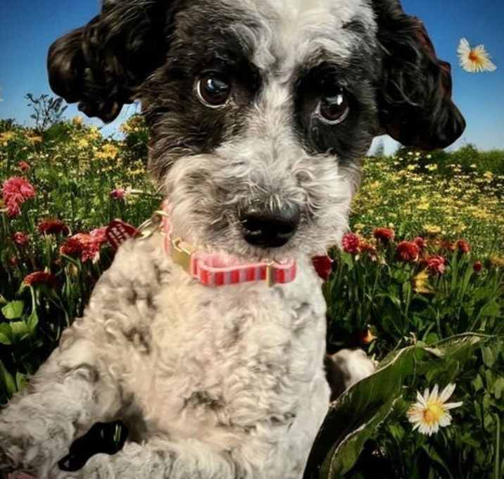 Photo of Smoochi