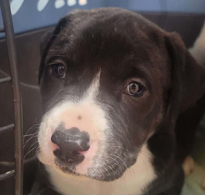 Photo of Tyson