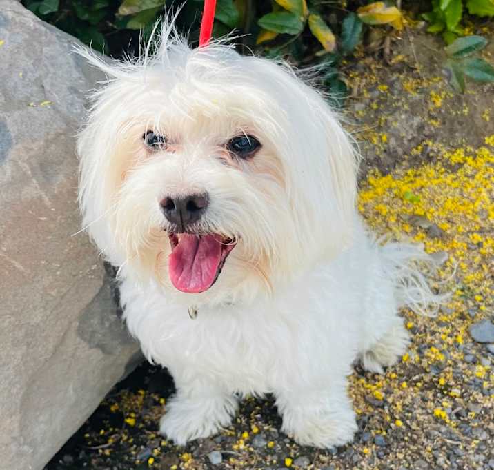 Photo of Lolo
