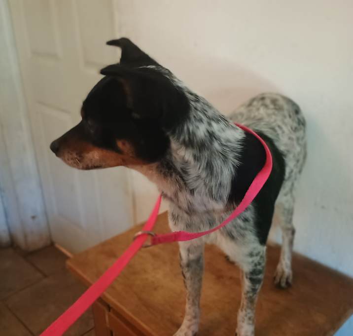 Photo of Little Blue